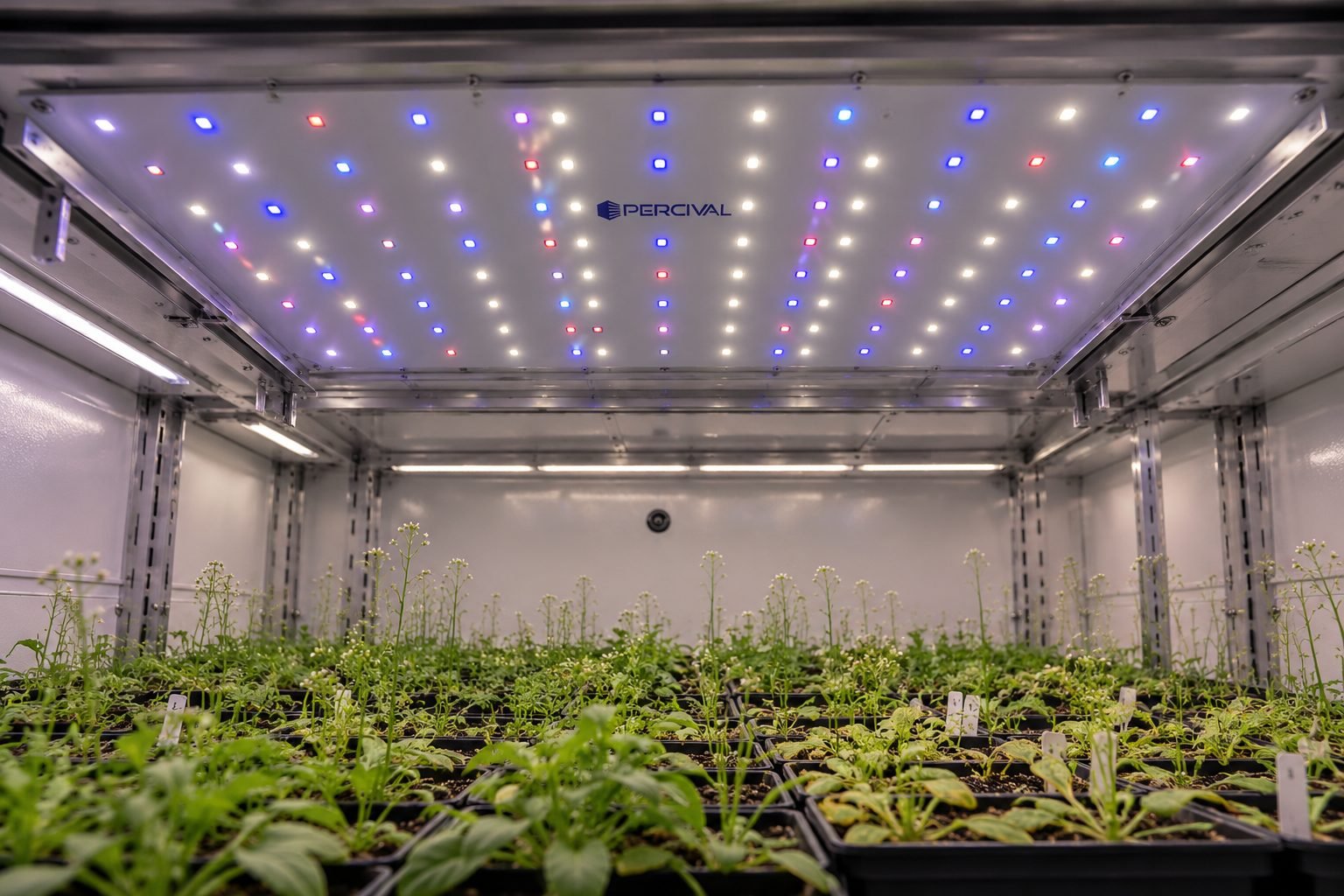Arabidopsis plants growing under SciBrite multi-colour LED lighting in a Percival chamber