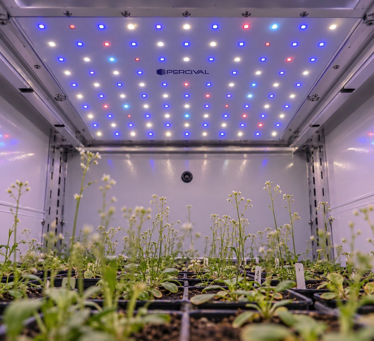 SciBrite LED panel with blue, red and white LEDs above flowering Arabidopsis plants